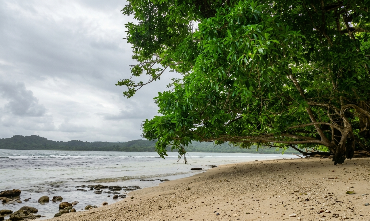 Rainforest trekking and birdwatching