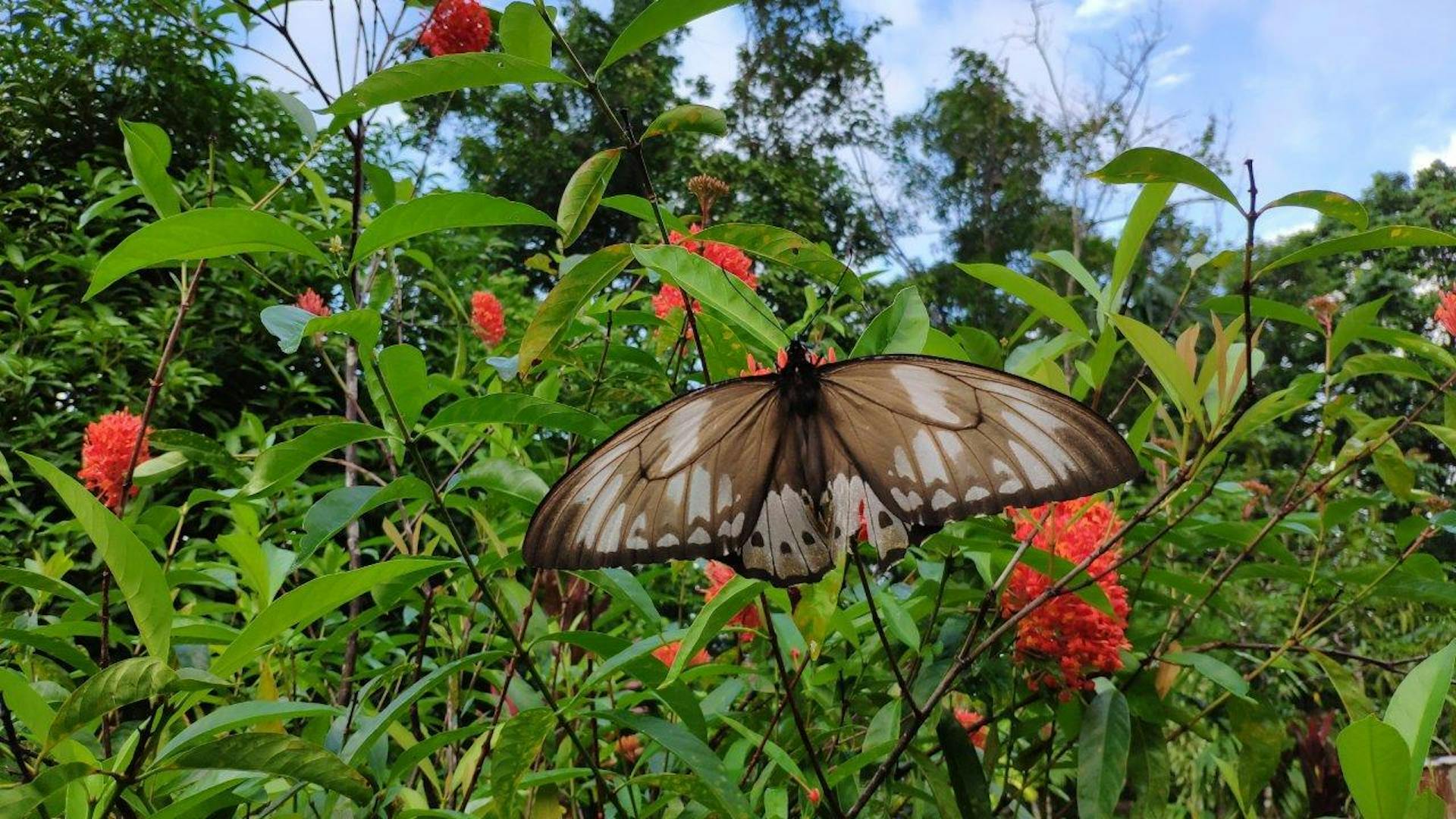 Colorful amphibians and insects of the Tavolo rainforest