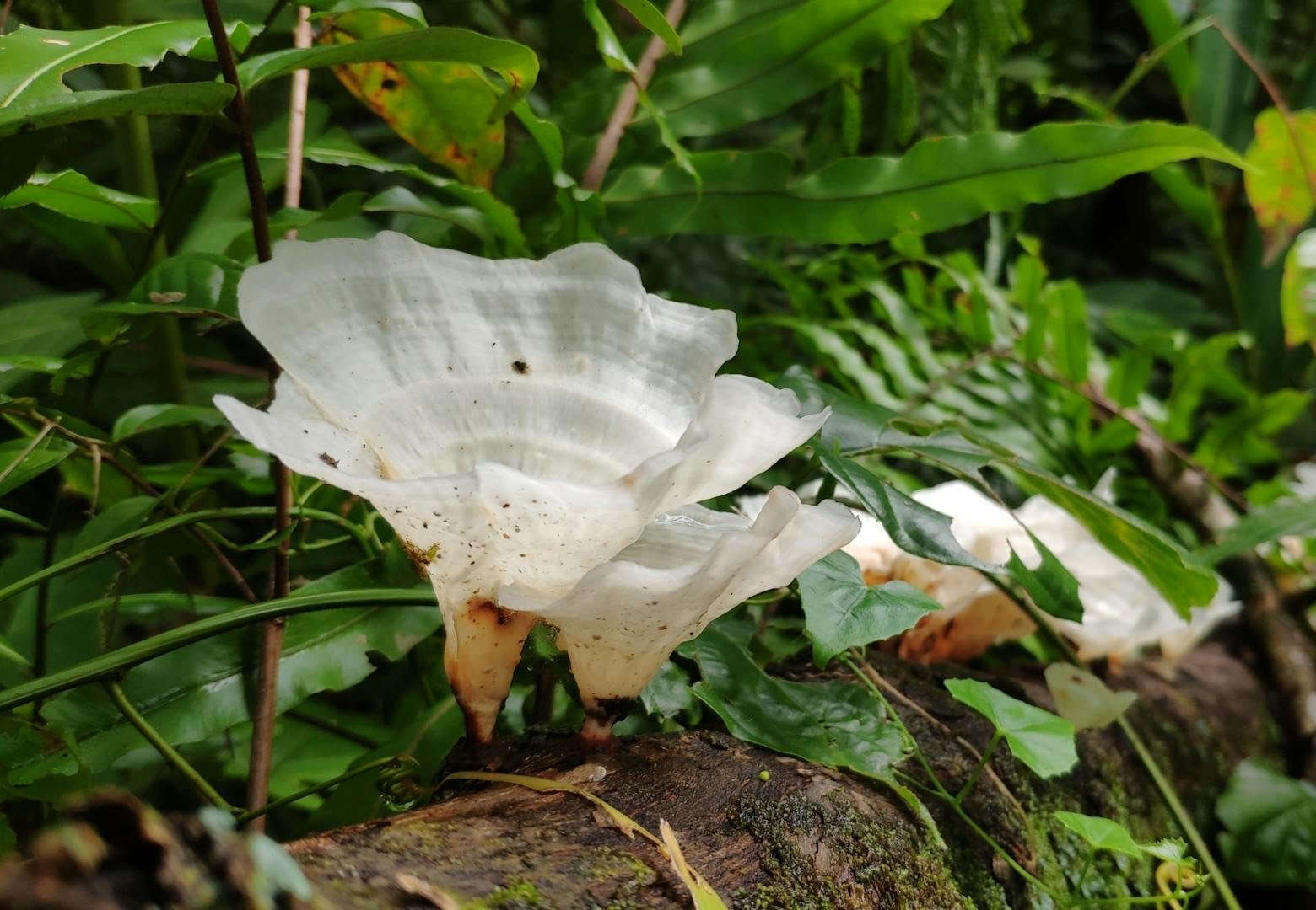 Medicinal forest plants and traditional medicine